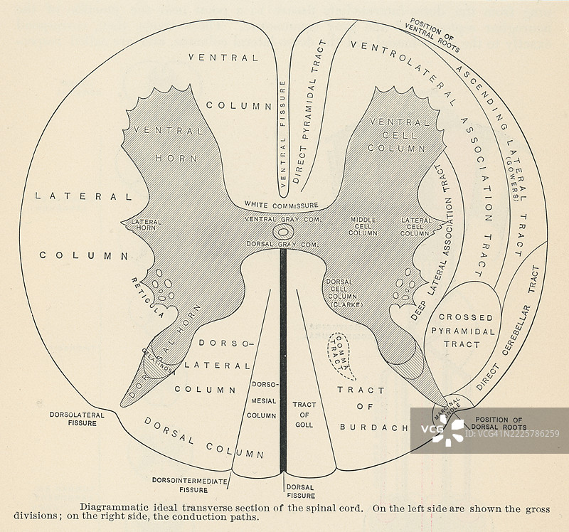 旧版雕刻插图，示意理想的脊髓横截面图图片素材
