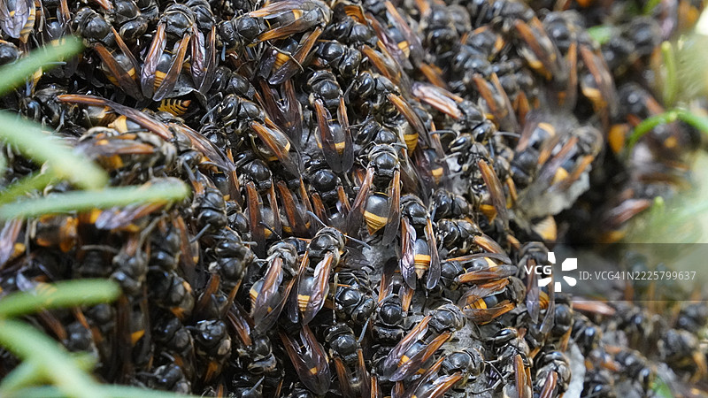 一群无刺蜜蜂正在筑造茧图片素材