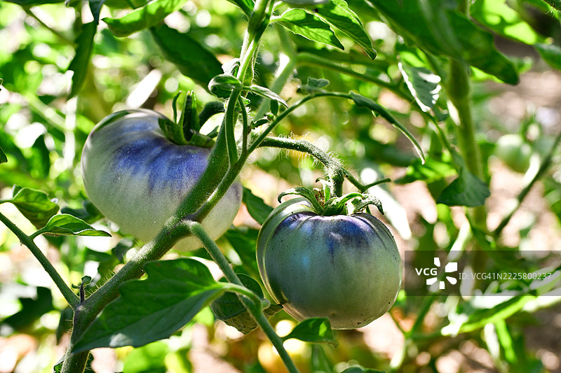 蓝色番茄正在成熟中图片素材