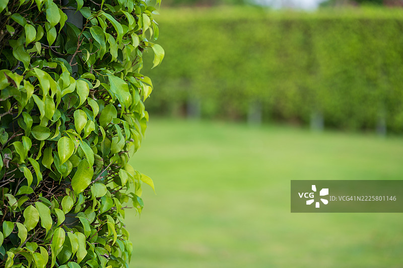 城市公园景观，树篱，草坪图片素材