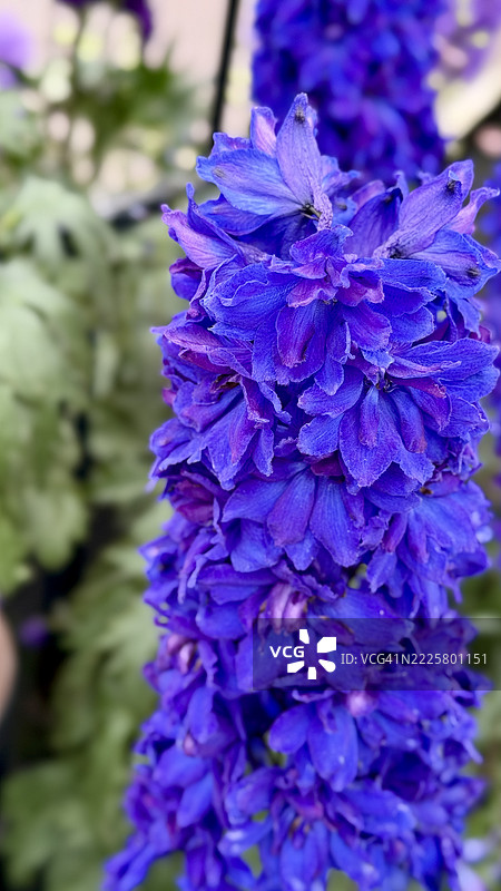 皇家蓝蜡烛花（高大飞燕草）盛开特写图片素材