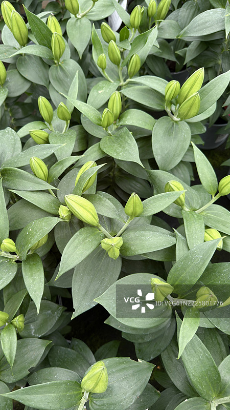 复活节百合（Lilium Longiflorum）植物特写展示花蕾图片素材
