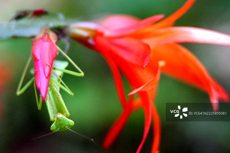 praying mantis 昆虫图片素材