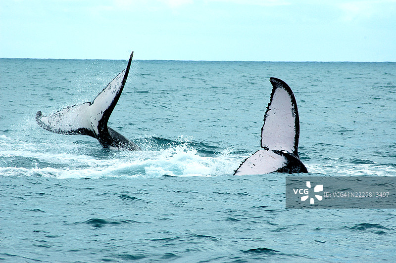 两头座头鲸快速游动，尾巴高高翘出水面。图片素材