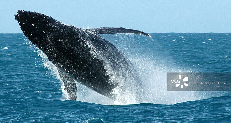 座头鲸在大西洋中全身跃出水面。图片素材