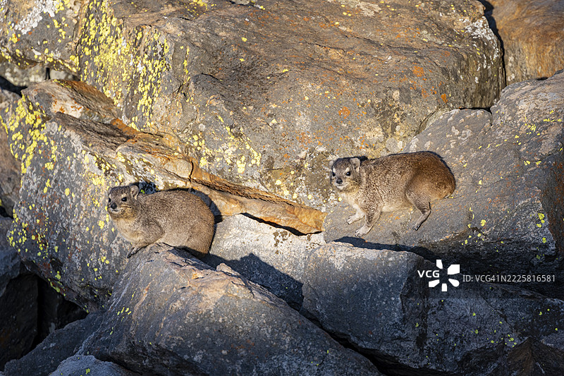 岩豚（Procavia capensis），在南非姆普马朗加的岩石上聚集于傍晚的光线中图片素材