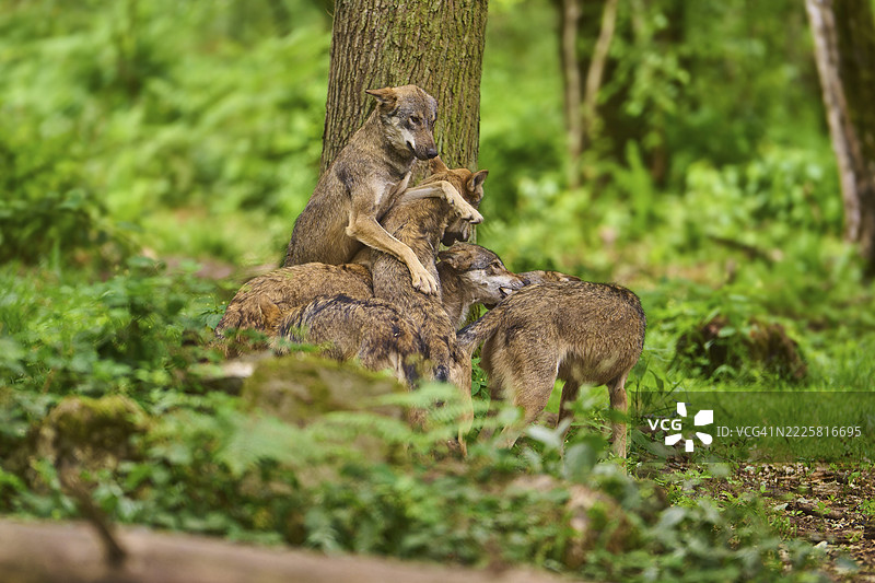 狼（Canis lupus），一群狼在空地上玩耍，德国图片素材