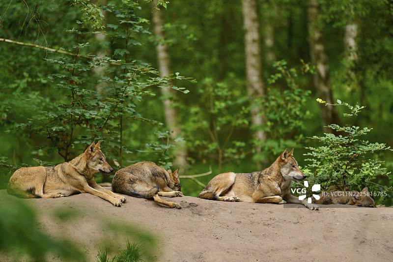 狼（Canis lupus），一群狼在德国密林中的土堆上休息图片素材