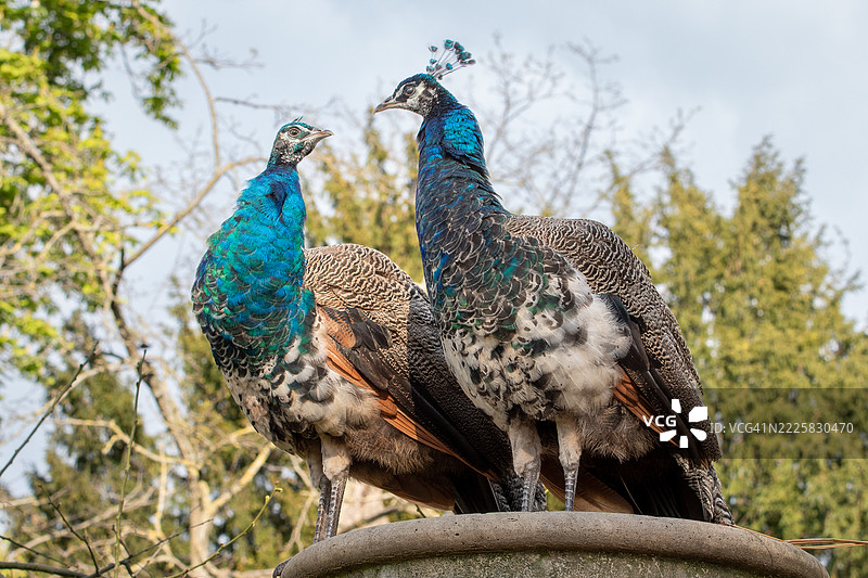 两只雌孔雀图片素材