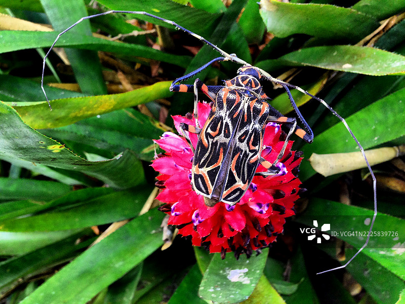 小丑甲虫图片素材