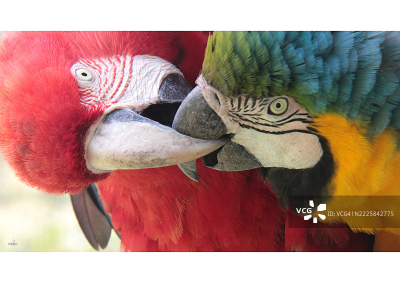 不同种类的金刚鹦鹉亲吻彼此的喙图片素材