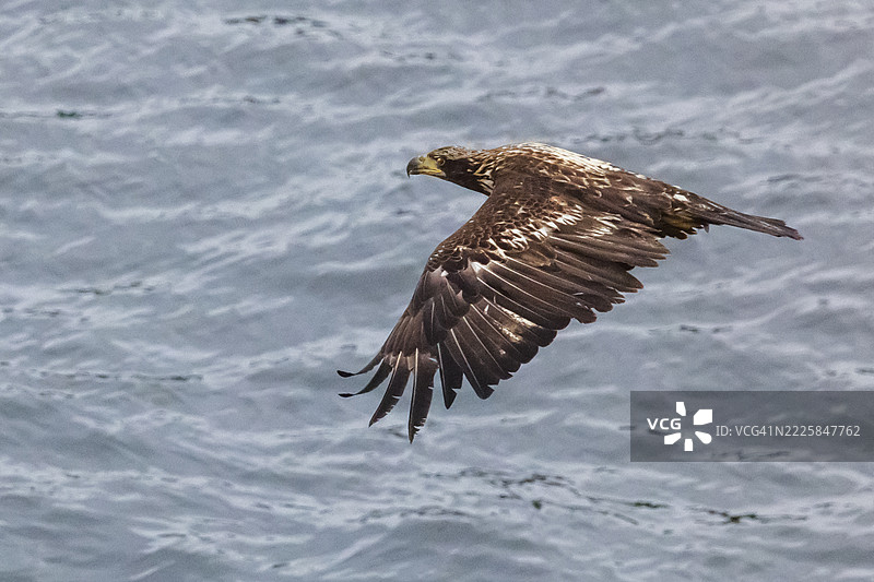 年轻的秃鹰在飞翔图片素材