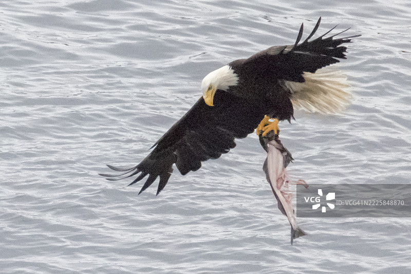 秃头鹰在空中飞翔，爪子里抓着鱼图片素材