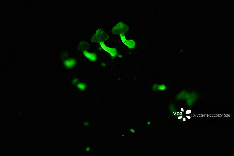 生物发光真菌图片素材