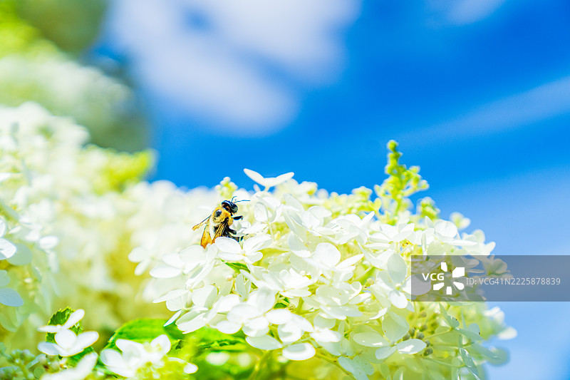 白色绣球花上的蜜蜂与蓝天相映。图片素材