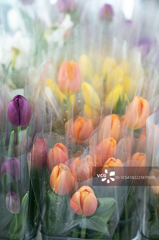 一束郁金香装在塑料袋里图片素材