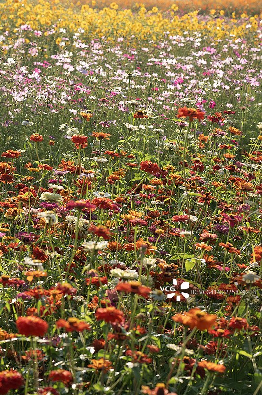一片五彩缤纷的花田，夹杂着几朵棕色的花。图片素材