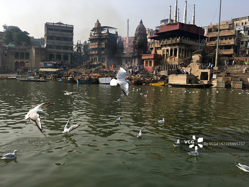 印度瓦拉纳西的海鸥。图片素材