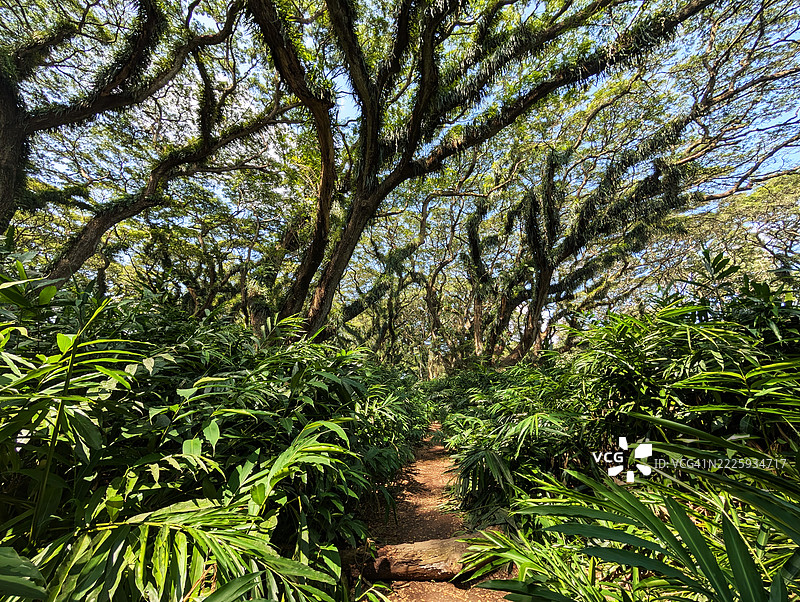 德贾瓦坦森林中的雨树（Trembesi Samanea Saman）在班尤旺宜图片素材