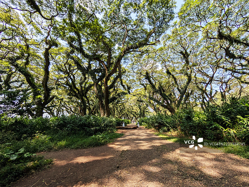 德贾瓦坦森林中的雨树（Trembesi Samanea Saman）在班尤旺宜图片素材