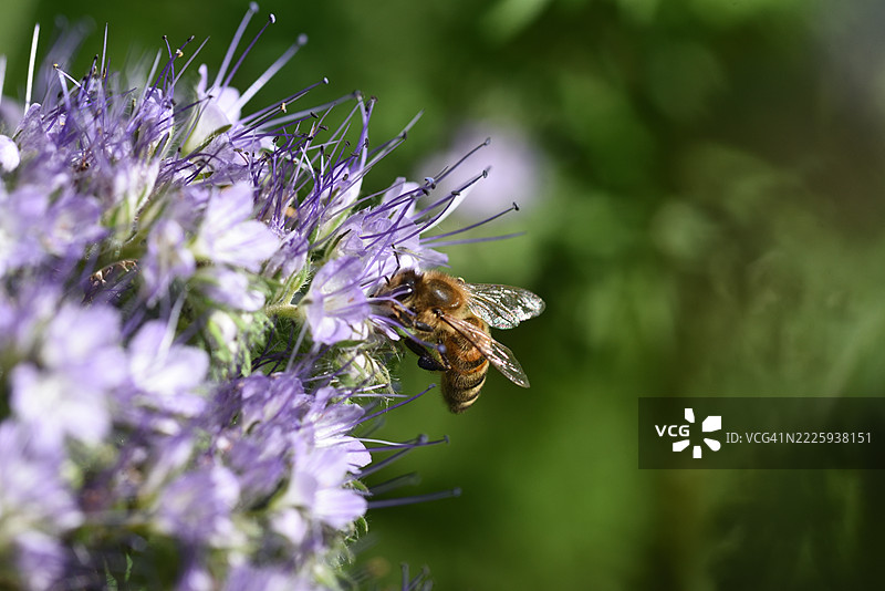 蜂蜜草与蜜蜂图片素材