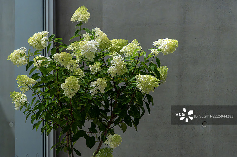 白色绣球花束与混凝土墙：极简花卉场景图片素材