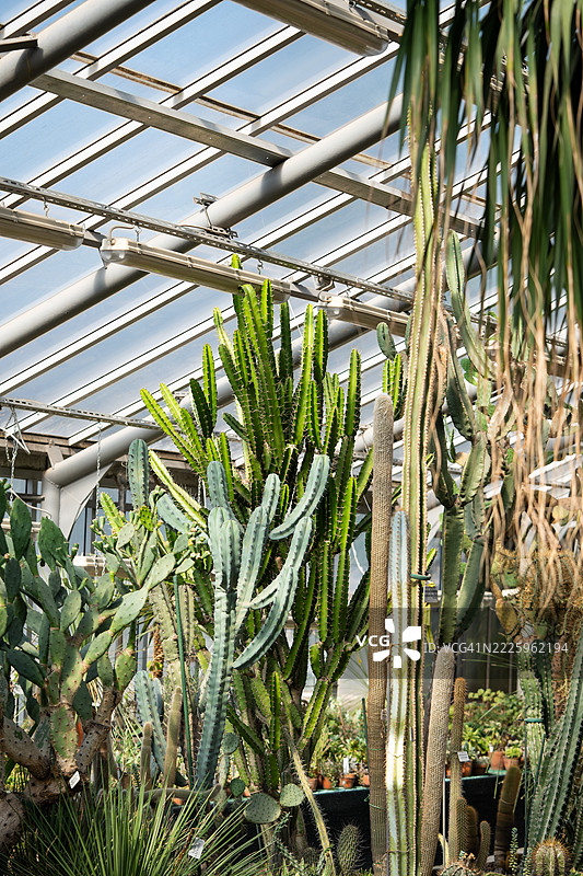 玻璃温室育苗室内有触及天花板的异国仙人掌。干旱花园中有垂直生长的多肉植物。图片素材