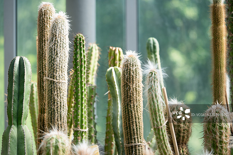 高大的刺柱仙人掌在温室花园中生长，绑着绳子以保持形状图片素材