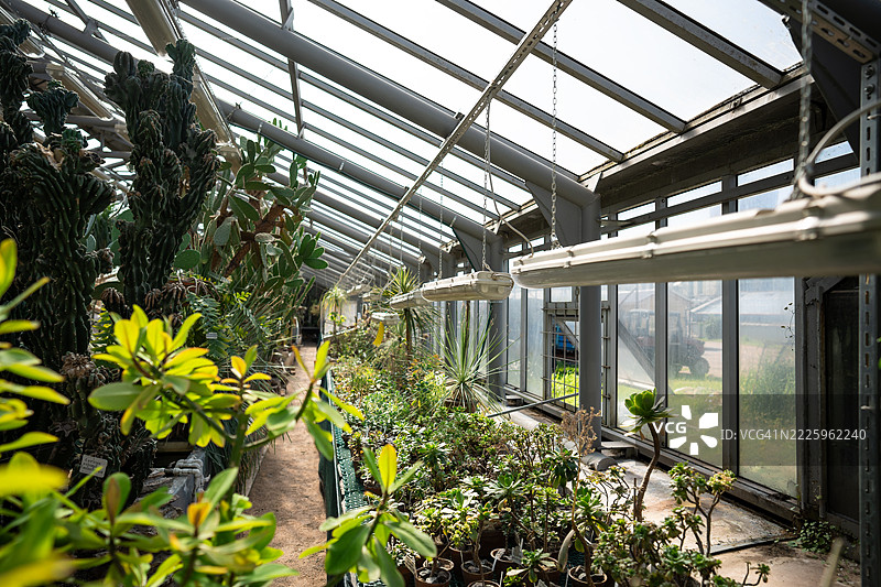 植物苗圃，盆栽绿植在温室内多层生长灯下生长图片素材