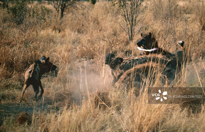 鬣狗与野狗争斗图片素材