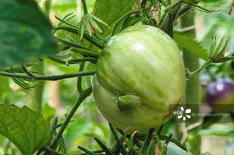 绿色盾虫在未成熟的番茄果实上取食 - 花园害虫在生长中的作物上图片素材