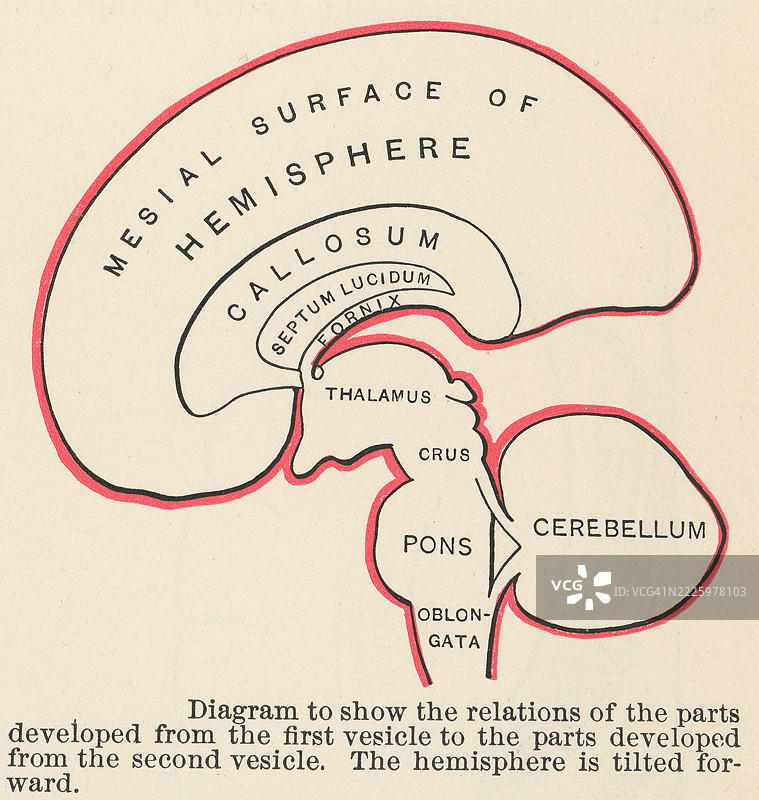旧版雕刻插图，展示从第一个囊泡发展出的部分与从第二个囊泡发展出的部分之间的关系图。图片素材