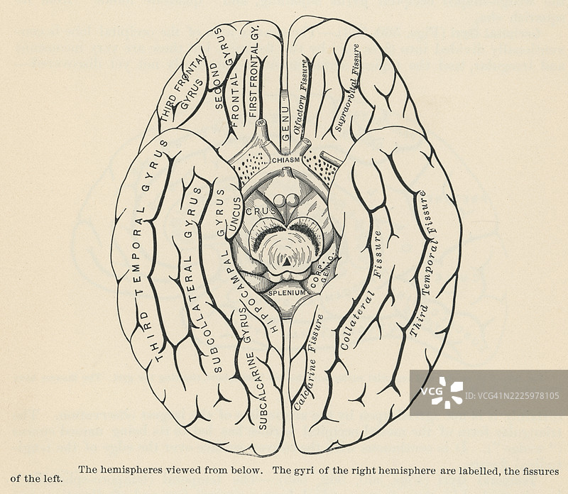 旧版雕刻插图的人体解剖 - 从下方观察的半球图片素材