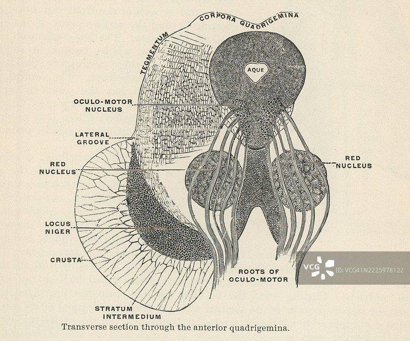 旧版雕刻插图显示四叠体，即四个小丘——两个下丘和两个上丘，位于中脑背侧的顶盖上。图片素材