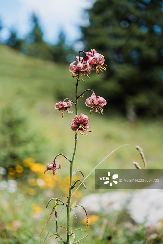 山中生长的野生兰花特写图片素材