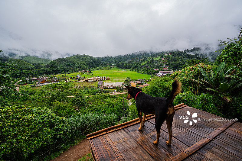 一只孤独的狗警觉地站在竹制甲板上，凝视着被雾气笼罩的山丘和森林环绕的郁郁葱葱的山谷村庄。图片素材