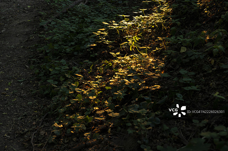 阳光透过树木洒在森林地面上图片素材