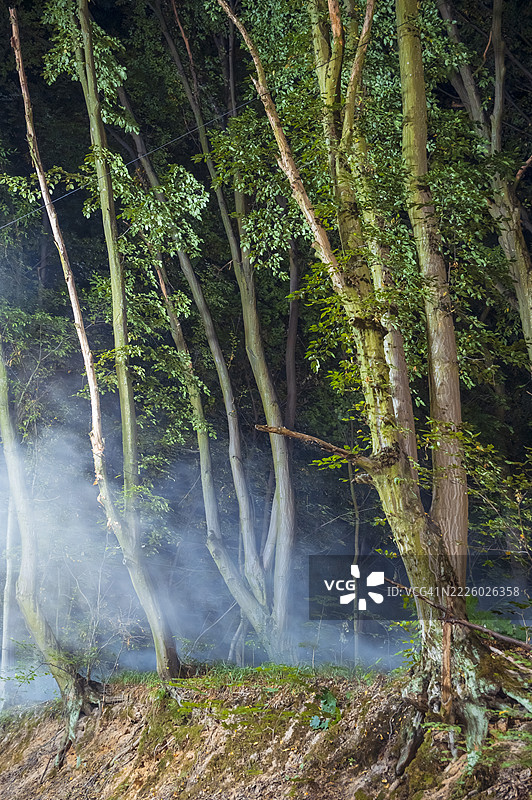 晨雾中的阳光透过绿色森林图片素材