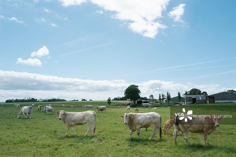 一群牛在风景如画的乡村牧场上吃草图片素材