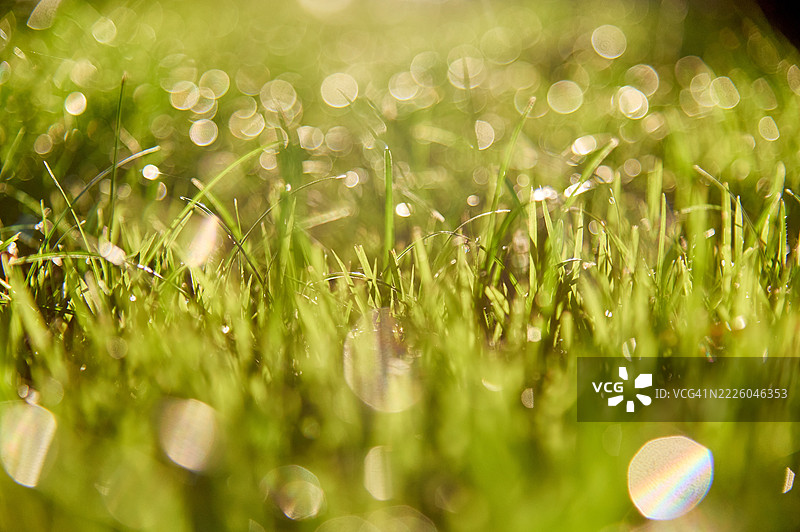 阳光下露珠亲吻的草叶特写图片素材