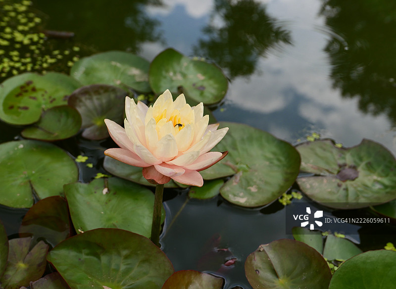 水生植物园的睡莲图片素材