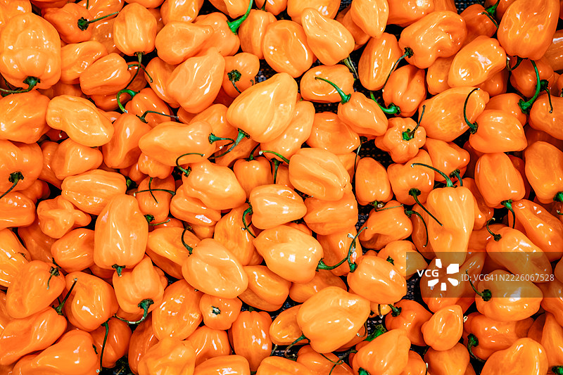 橙色哈瓦那辣椒图片素材
