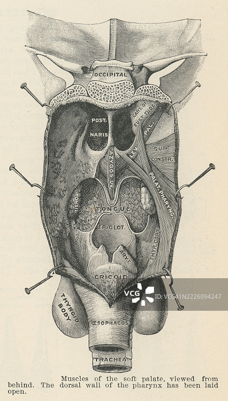 旧版雕刻插图显示软腭，腭的肌肉后部，包括五个肌肉：腭帆张肌、腭帆抬肌、腭舌肌、腭咽肌和悬雍垂肌图片素材