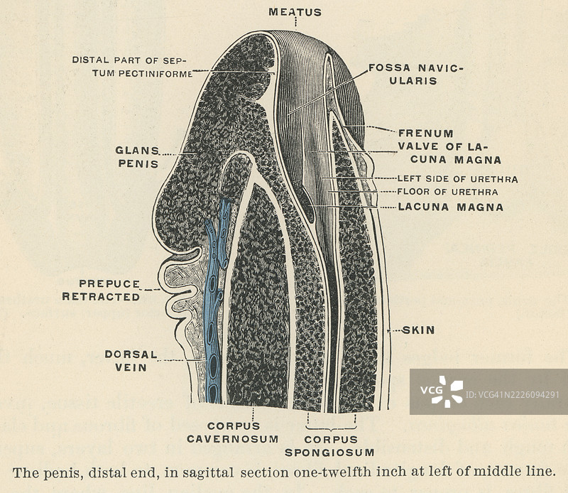 老式雕刻插图，阴茎远端在矢状面切面中，左侧距离中线一英寸的十二分之一处图片素材