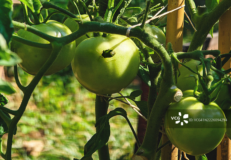 常见的花园害虫 - 绿色盾虫正在破坏未成熟的番茄作物图片素材