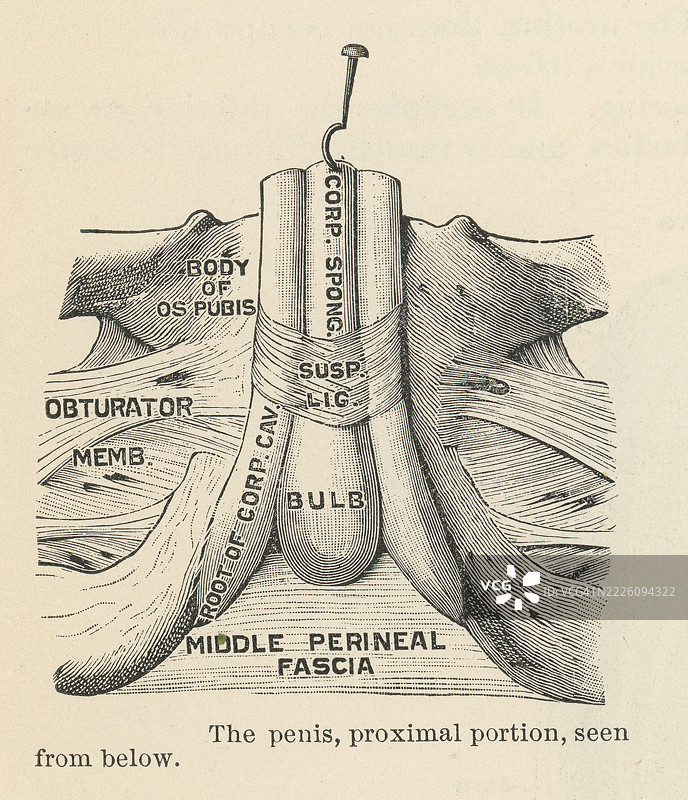 阴茎的旧版雕刻插图，近端部分（从下方观察）图片素材