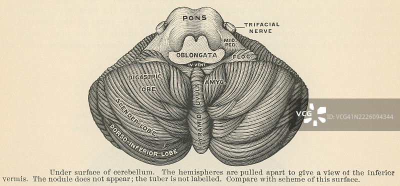 旧版雕刻插图显示小脑的底面，也称为下表面 - 小脑虫，位于中央的区域，以及位于两侧的小脑半球。图片素材