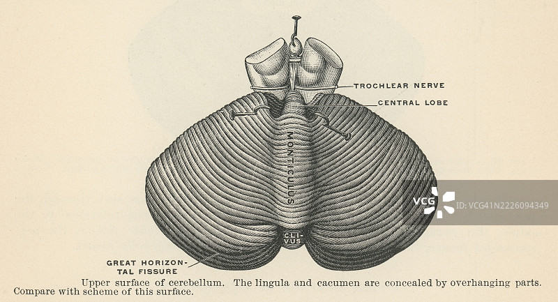 老式雕刻插图，显示小脑的上表面，呈凸形，形成幕脑面，面向小脑幕。图片素材