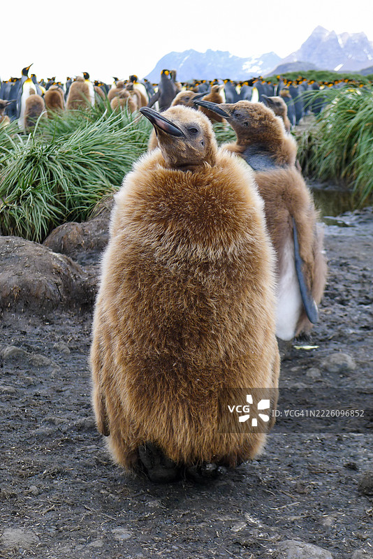一只小国王企鹅在南乔治亚岛的卵石海滩上，活力四射的国王企鹅群中站立、聚集并休息，正值夏季的高峰期。图片素材