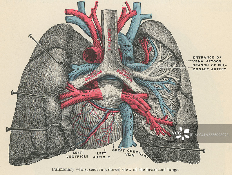 旧版雕刻插图，显示肺静脉，血管将氧合血液从肺部输送到心脏的左心房。图片素材